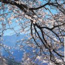 꽃피는부동산중개 이미지