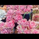 해림농장 이미지