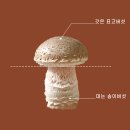 송화협동조합