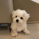 강아지 켄넬 이미지