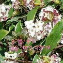 서향 이미지