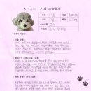 1523 | [#1523] 곰이(양측 슬개골 탈구 G3)의 수술후기