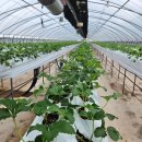 고북농장 이미지