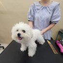 브리앙뚜뚜 | 방배애견미용 브리앙뚜뚜 비숑미용 후기