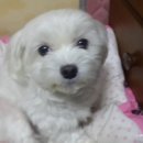변신해보개 | 변신 멍멍이 보리보리~~