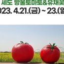 부여토마토 이미지