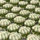 경기도 수원시 영통구 신원로250번길 이미지