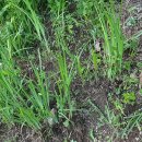 뽑고 또 뽑기 이미지