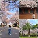 삼성혈 | 제주도 벚꽃 명소 추천 직접 가본 5곳 비교 후기 (삼성혈, 장전리, 녹산로 포함)