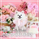멍멍식탁 | 인천 강아지 사진 글림스 스튜디오 핑크가든 촬영 후기