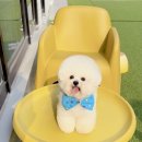 골든티스 이미지