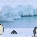 충격적인 남극 근황… 계절 평균보다 38.5도 상승 이미지