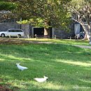 비치라민박 | 나만 알고 싶은 시드니의 최고의 비치 / 찐 현지인의 여유를 느끼고 싶다면,, (아주 솔직)