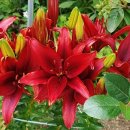 화원농장3 이미지