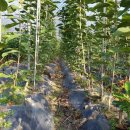 체리목장 이미지