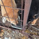 두번째산책 | 두 번째 산책, 이번엔 정말 끌려다녔다