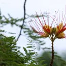 코스모스가든 이미지