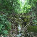 지리산야생삼 이미지