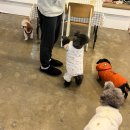 강아지트 이미지