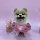 뽀짝뽀짝 애견 미용실 이미지