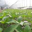 용옥농장 이미지