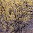 상천리-1 이미지