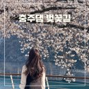 충주댐 벚꽃길 충북 벚꽃 명소 실시간 개화 만개시기 주차 정보