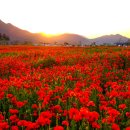 낙동강변5 이미지