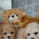 우아펫 대전점 이미지