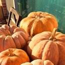 흑호박.맷돌호박 씨앗 10분께 이미지