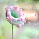 꽃피다Bloom 이미지