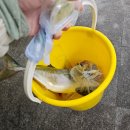 오륙도회센타 | [부산/광안리] 민락회타운 방어 내돈내산 후기｜회센터 + 상차림 (feat. 민락어민활어직판장 비교)