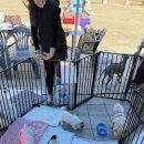 펫츠런 애견 이미지