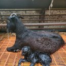 남원흑염소농장 2농장 이미지