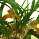 황토골2 이미지