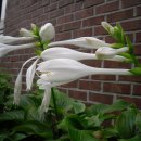 서울봉래초등학교 이미지