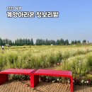 계양아라온 찾아가는 음악회 | 인천 가볼만한곳 아라뱃길 계양 아라온 청보리밭 빛의 거리 야경
