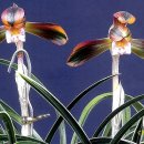 칠보단장 이미지