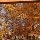 삼기면 학동리 마을회관 | 담양 가볼만한 곳 메타세콰이어 실시간 단풍 현황 11월 22일 주차 꿀팁