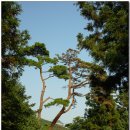 진산다방
