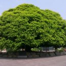 대구면사무소 이미지