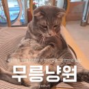 수원-0374 | 수원 인계동 고양이카페 무릉냥원 방문 후기 | 수원 데이트코스로 딱