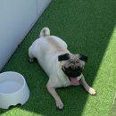 치즈 애견유치원&애견호텔 이미지