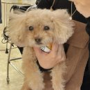 애개애개 이미지