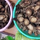 삼포농장 이미지