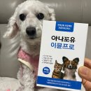 순도리네애견 | 노령견이 꼭 챙기는 강아지 면역력 유산균 영양제, 프리미엄 유산균 아나포유 이뮨프로 후기 #강아지면역력