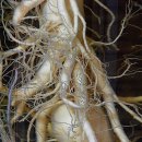 금산인삼관 이미지