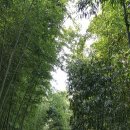 죽녹원로 이미지