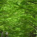 철길숲(학산동) 이미지