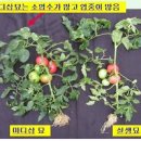 저단35 Daum카페